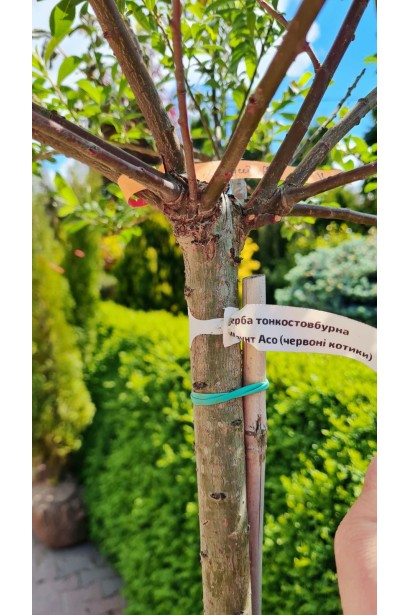 Верба тонкостовбурна Маунт Асо на штамбі стовбур та кора